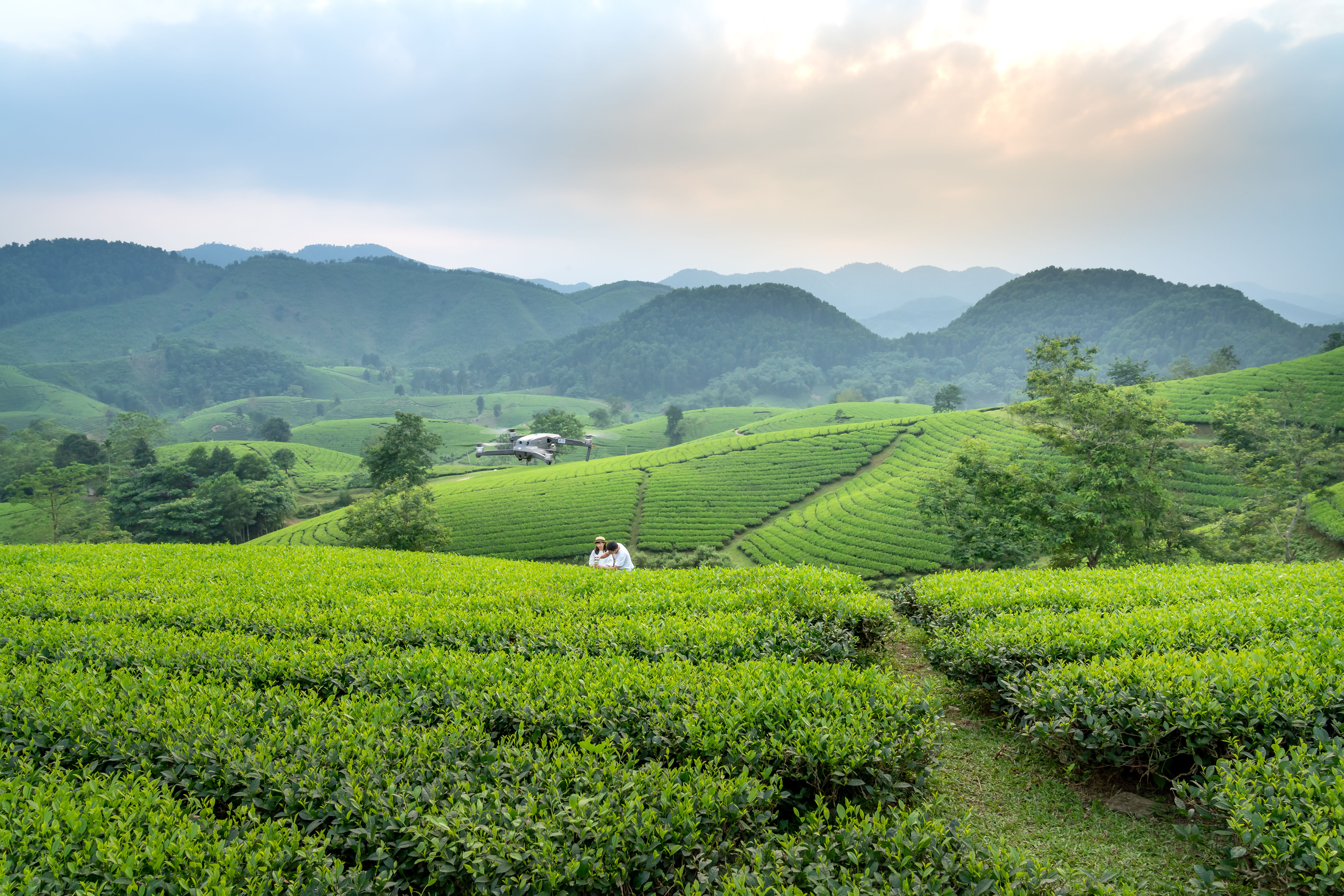 Kenya Tea Gardens